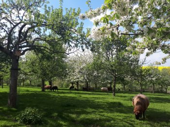 Obstwiesen sind ein besonderes Kulturbiotop.