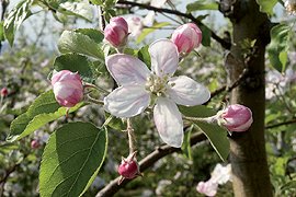 Pommier en fleur au printemps