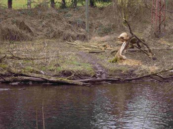 Biberspuren am Ufer der Rur