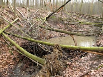 Etwa halbjhriger Biberteich in einem sehr kleinen Quellbach in der Eifel