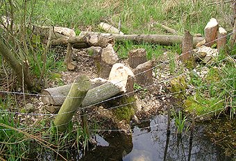 Arbres gisant dans un pturage bovin au bord de la Roer