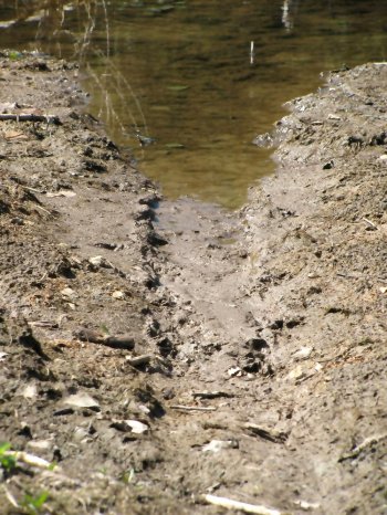 Biberausstieg an Schlammufer