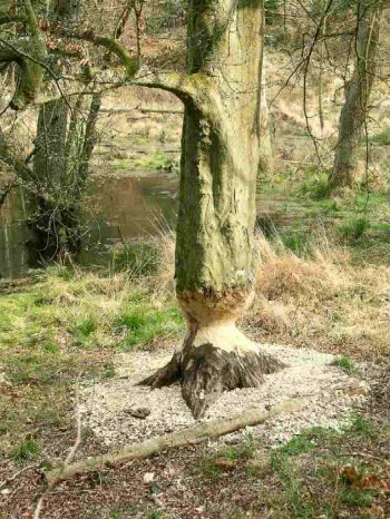 Groe von Bibern angenagte Buche