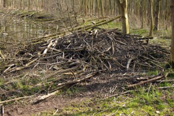 Habitat de castors le long de la Roer (Rur)