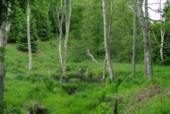 Biberwiese in der Eifel 