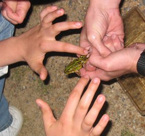 Des enfants non-voyants caressent avec prcaution une grenouille verte