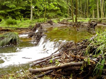 Durch ein Unwetter gebrochener Biberdamm 