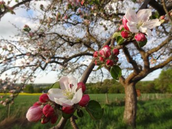 Obstwiesen sind Teil unserer Kulturlandschaft.