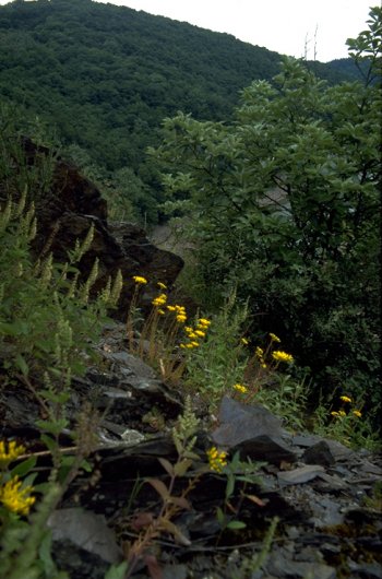 Schieferfels in der Rureifel