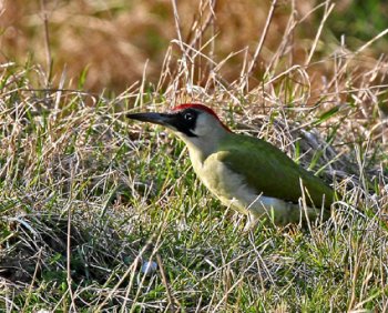 Grnspecht auf Nahrungssuche im Gras