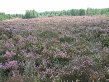 Landschftstypische: Die Besenheide _Calluna vulgaris_ in der Drover Heide 