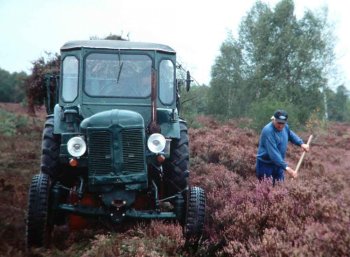 Coupe de la bruyre dans la Drover Heide : Sans action de protection, cette espce caractristique de la Drover Heide disparatrait pour laisser place  la fort