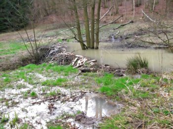 Kleiner, ca. einjhriger Biberteich in Grnlandbrache 