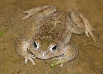 Le crapaud calamite : une espce menace