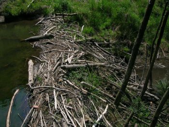 D'une longueur assez restreinte, le barrage atteint tout de mme une hauteur de 1,5m