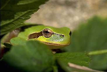 Bien camoufle entre des feuilles vertes : la rainette verte chasse