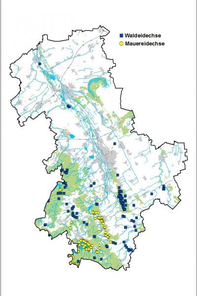 Verbreitung von Waldeidechse und Mauereidechse im Kreis Dren 