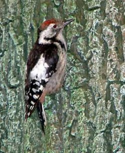 Mittelspecht in der Ausstellung "Rur & Fels" in der Biologischen Station