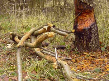 Une cime d'arbre dj partiellement ronge d'un arbre abattu