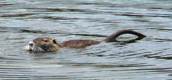 schwimmende Nutria 