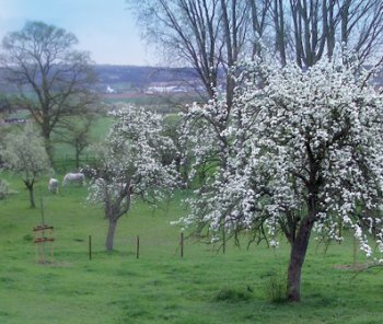 Pr-verger aux arbres en fleurs, servant de pturage pour chevaux aux alentours d'un village