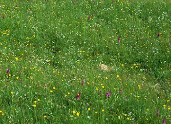 Orchides dans une prairie humide