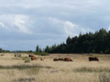 Hochlandrinder in der Heide