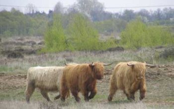 Bovins dans la Drover Heide. Ils jouent un rle dterminant dans la protection et la conservation du paysage