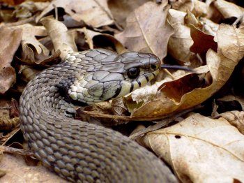 Une couleuvre  collier en chasse