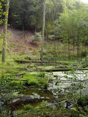 lterer Biberteich in einem steilen Eifeltal 