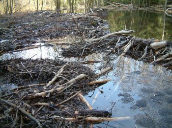 Biberteich in der Eifel mit zahlreichen Grasfroschlaichballen 