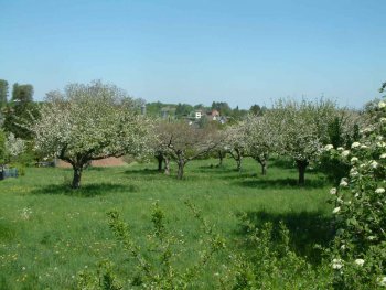 Hochstammobstwiese. Strukturreiche Kulturlandschaften sind optimale Jagdgebiete fr den Uhu und werden bevorzugt aufgesucht