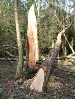 Manire typique dun arbre rong par les castors de se rompre