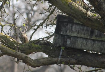 Die Steinkauzrhren werden gut von der kleinen Eule angenommen.