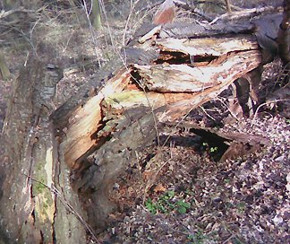 Un vieux htre qui s'est effondr offre  la fort du monolithe de bois mort