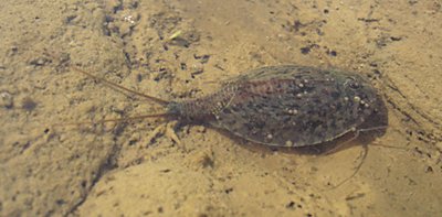 Le triops : Inchang depuis 250 millions d'annes