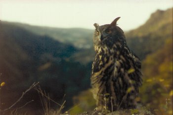 Un grand-duc d'Europe assis sur un rocher au crpuscule dans la valle de la Roer