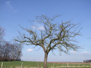 Apfelbaum nach dem Schnitt.