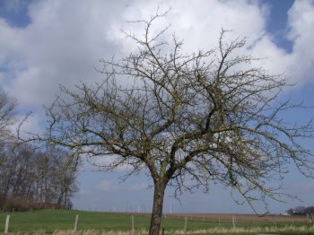 Apfelbaum vor dem Schnitt.