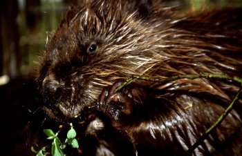 Un castor rongeant une branche